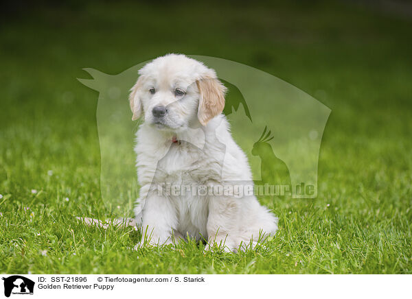 Golden Retriever Welpe / Golden Retriever Puppy / SST-21896