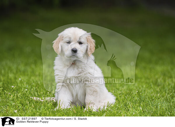 Golden Retriever Welpe / Golden Retriever Puppy / SST-21897