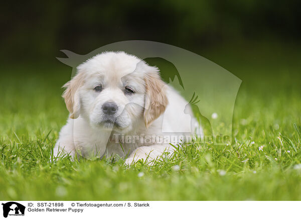Golden Retriever Welpe / Golden Retriever Puppy / SST-21898