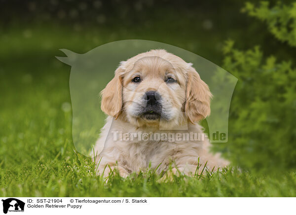 Golden Retriever Welpe / Golden Retriever Puppy / SST-21904