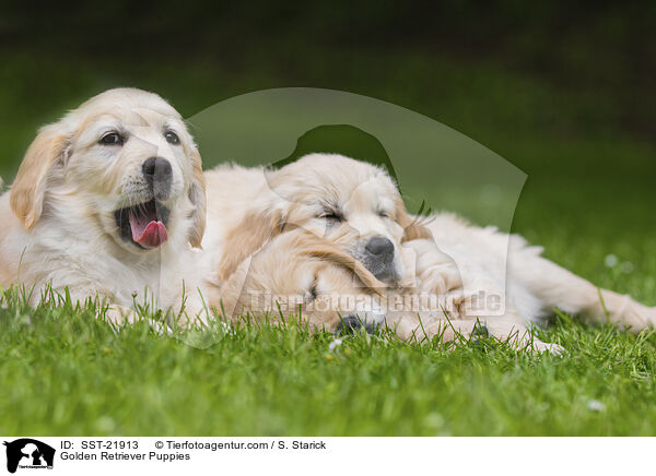Golden Retriever Welpen / Golden Retriever Puppies / SST-21913