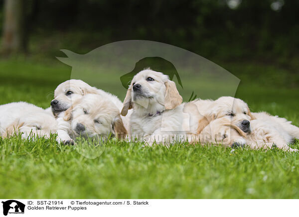 Golden Retriever Welpen / Golden Retriever Puppies / SST-21914