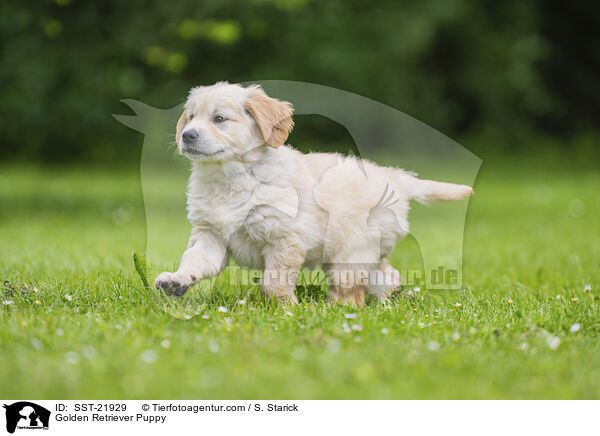 Golden Retriever Welpe / Golden Retriever Puppy / SST-21929