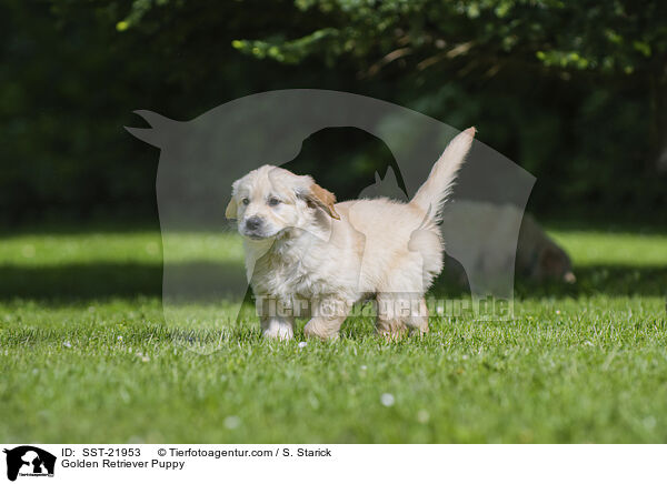 Golden Retriever Welpe / Golden Retriever Puppy / SST-21953