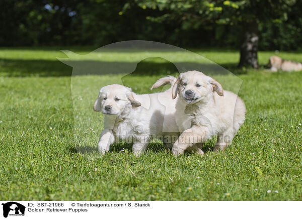 Golden Retriever Welpen / Golden Retriever Puppies / SST-21966