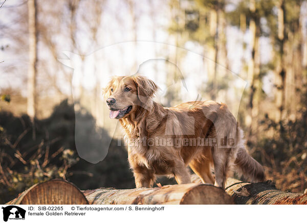 Golden Retriever Hndin / female Golden Retriever / SIB-02265