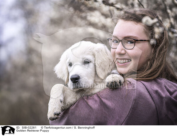 Golden Retriever Welpe / Golden Retriever Puppy / SIB-02281