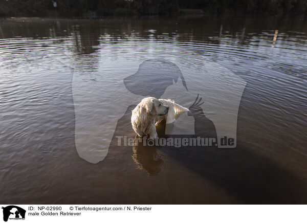 Golden Retriever Rde / male Golden Retriever / NP-02990