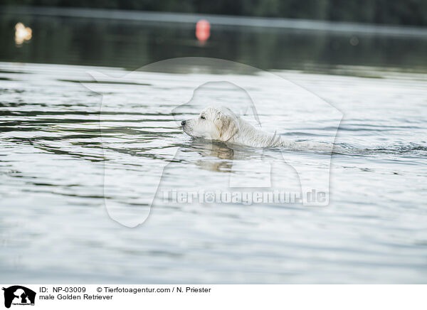 Golden Retriever Rde / male Golden Retriever / NP-03009