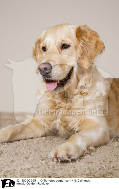 Golden Retriever Hndin / female Golden Retriever / NC-02655