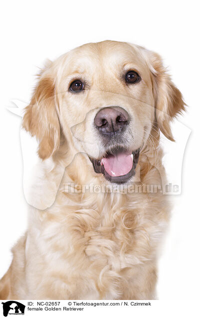 Golden Retriever Hndin / female Golden Retriever / NC-02657