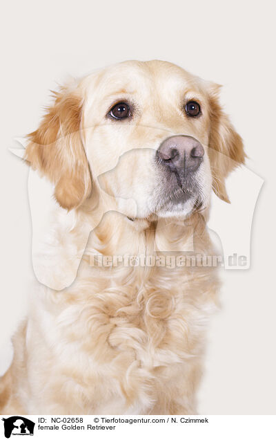 Golden Retriever Hndin / female Golden Retriever / NC-02658