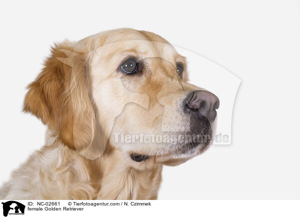 Golden Retriever Hndin / female Golden Retriever / NC-02661