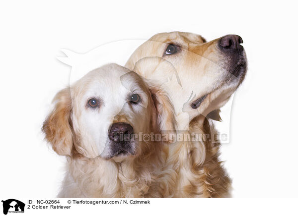 2 Golden Retriever / 2 Golden Retriever / NC-02664