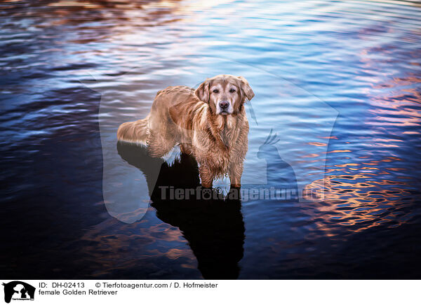 Golden Retriever Hndin / female Golden Retriever / DH-02413