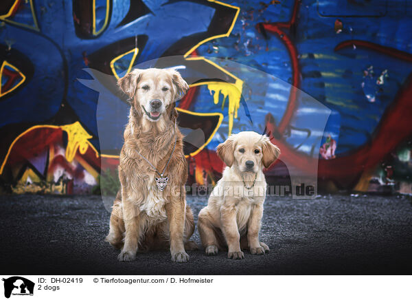 2 Hunde / 2 dogs / DH-02419