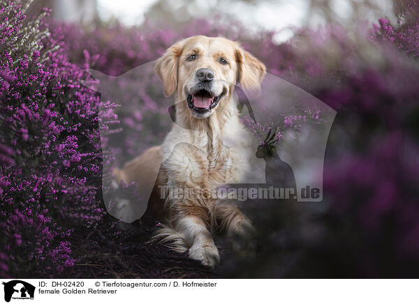 Golden Retriever Hndin / female Golden Retriever / DH-02420