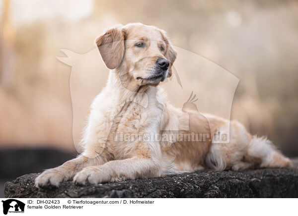 Golden Retriever Hndin / female Golden Retriever / DH-02423