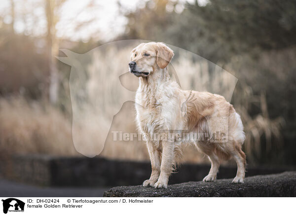 Golden Retriever Hndin / female Golden Retriever / DH-02424