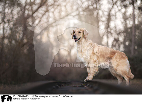 Golden Retriever Hndin / female Golden Retriever / DH-02425