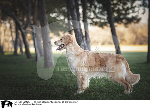 Golden Retriever Hndin / female Golden Retriever / DH-02429