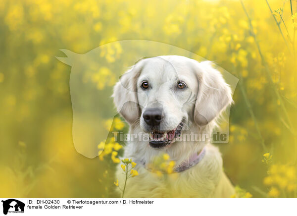 Golden Retriever Hndin / female Golden Retriever / DH-02430