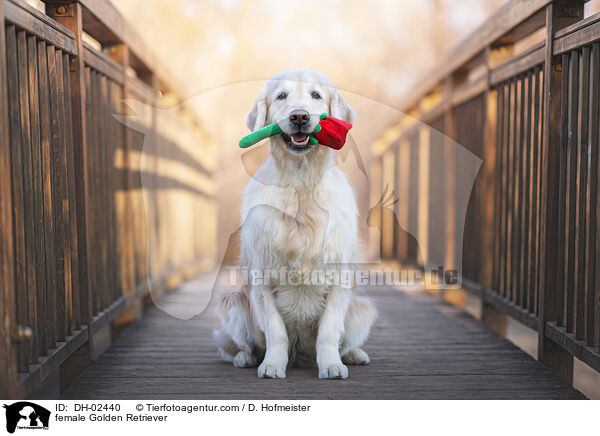 Golden Retriever Hndin / female Golden Retriever / DH-02440