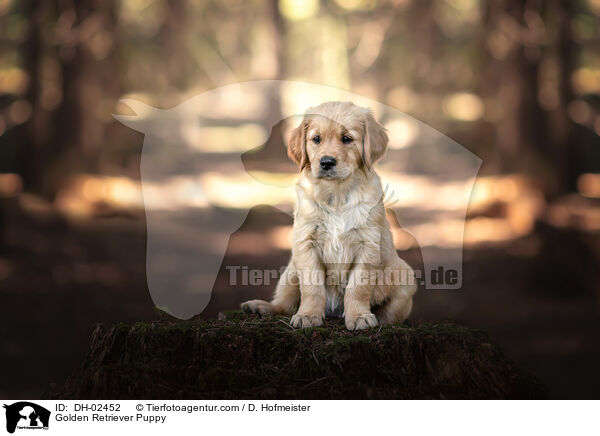 Golden Retriever Welpe / Golden Retriever Puppy / DH-02452