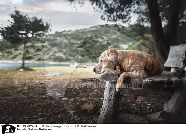 Golden Retriever Hndin / female Golden Retriever / DH-02454