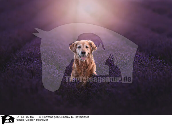 Golden Retriever Hndin / female Golden Retriever / DH-02457