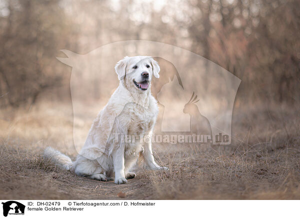 Golden Retriever Hndin / female Golden Retriever / DH-02479