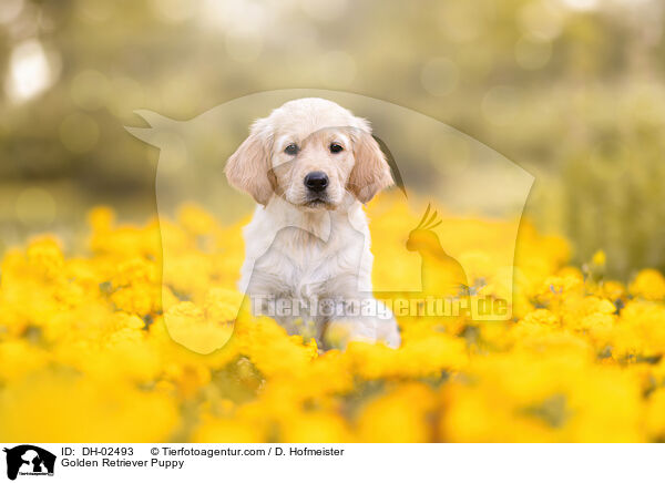 Golden Retriever Welpe / Golden Retriever Puppy / DH-02493