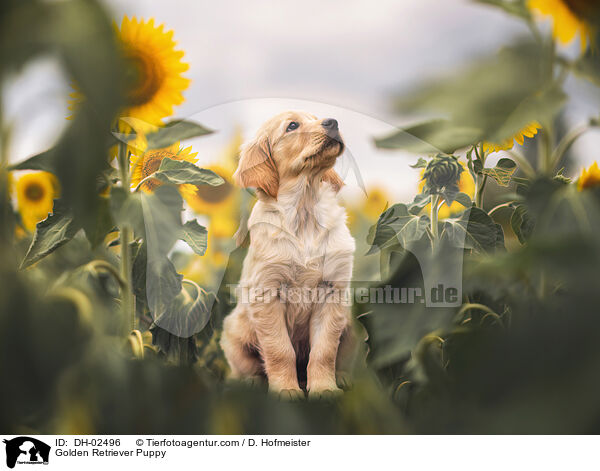 Golden Retriever Welpe / Golden Retriever Puppy / DH-02496