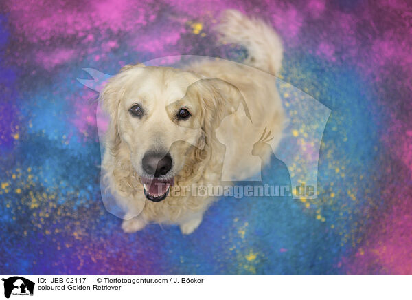 bunter Golden Retriever / coloured Golden Retriever / JEB-02117