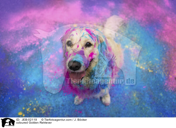 bunter Golden Retriever / coloured Golden Retriever / JEB-02119