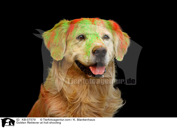 Golden Retriever beim Holi Shooting / Golden Retriever at holi shooting / KB-07579