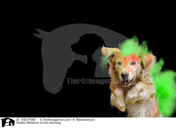 Golden Retriever beim Holi Shooting / Golden Retriever at holi shooting / KB-07580