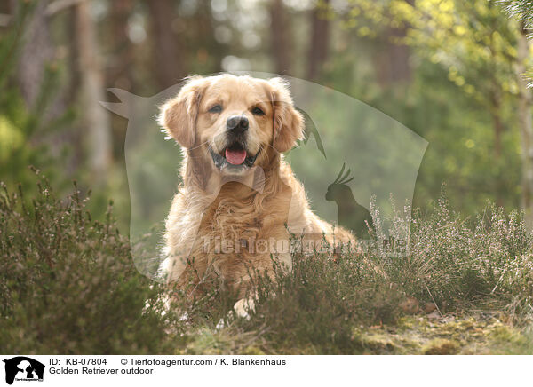 Golden Retriever daren / Golden Retriever outdoor / KB-07804