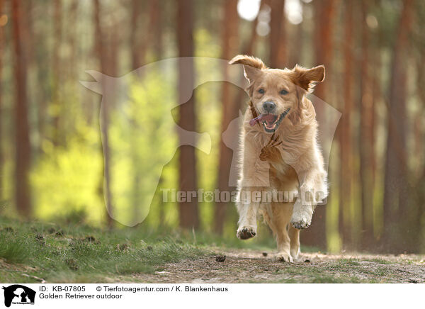 Golden Retriever daren / Golden Retriever outdoor / KB-07805