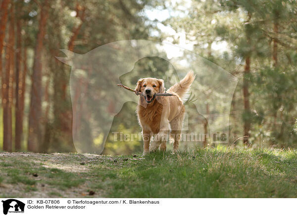 Golden Retriever daren / Golden Retriever outdoor / KB-07806