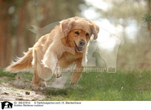 Golden Retriever daren / Golden Retriever outdoor / KB-07810