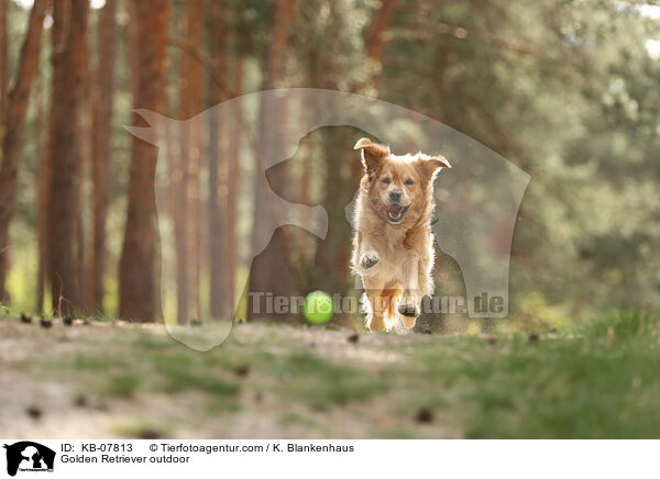 Golden Retriever daren / Golden Retriever outdoor / KB-07813