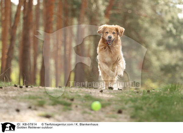 Golden Retriever daren / Golden Retriever outdoor / KB-07814