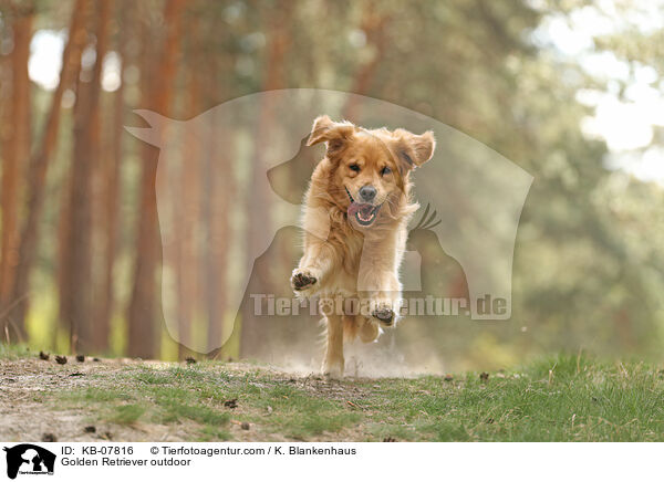 Golden Retriever daren / Golden Retriever outdoor / KB-07816