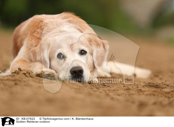 Golden Retriever daren / Golden Retriever outdoor / KB-07822