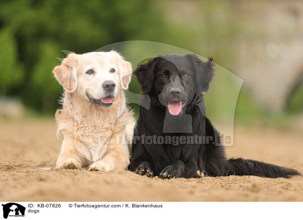 Hunde / dogs / KB-07826