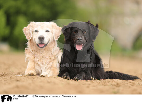 Hunde / dogs / KB-07827