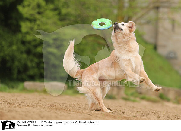 Golden Retriever daren / Golden Retriever outdoor / KB-07833