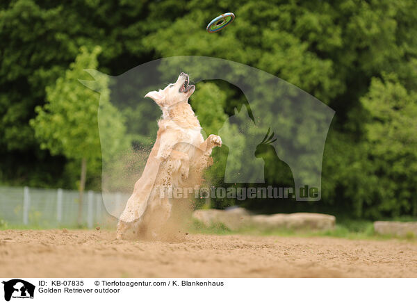 Golden Retriever daren / Golden Retriever outdoor / KB-07835