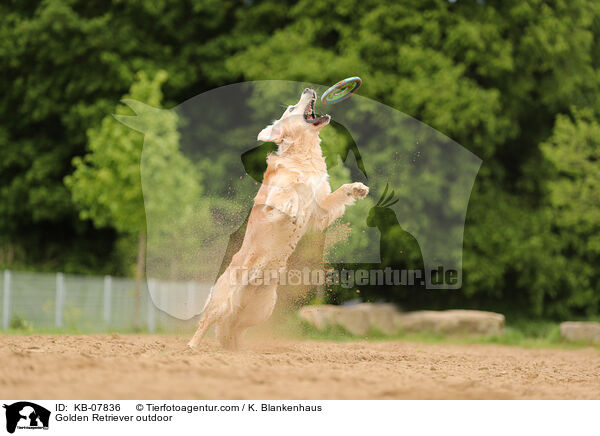 Golden Retriever daren / Golden Retriever outdoor / KB-07836